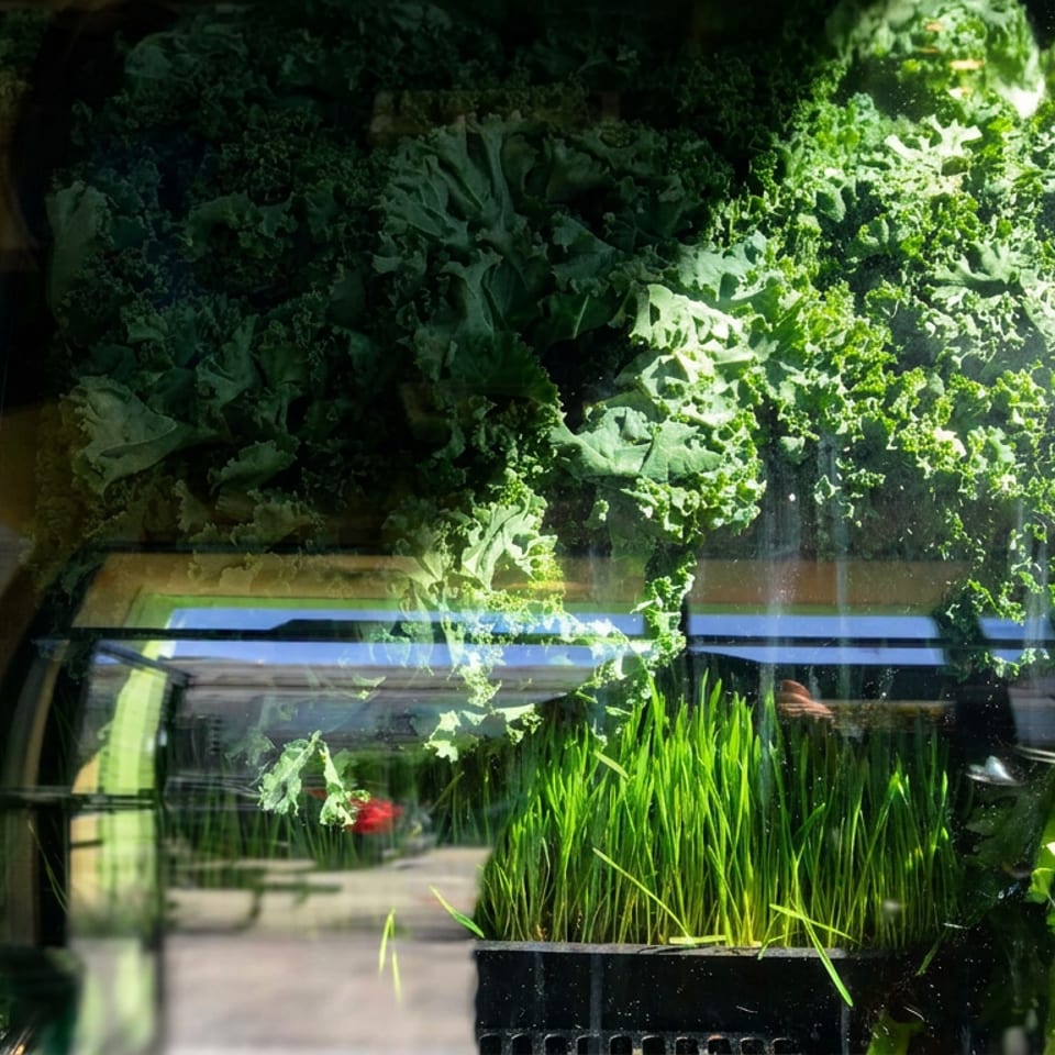 Fresh curly kale and leafy greens grow behind glass beside trays of vibrant grass-like herbs.
