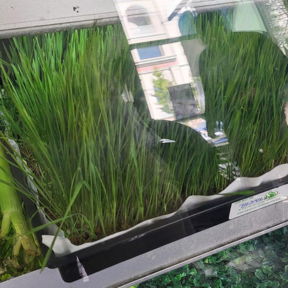 Trays of tall green herbs and leafy vegetables displayed behind a reflective glass window.